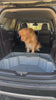 Video of the Petly dog seat extender set up in a car